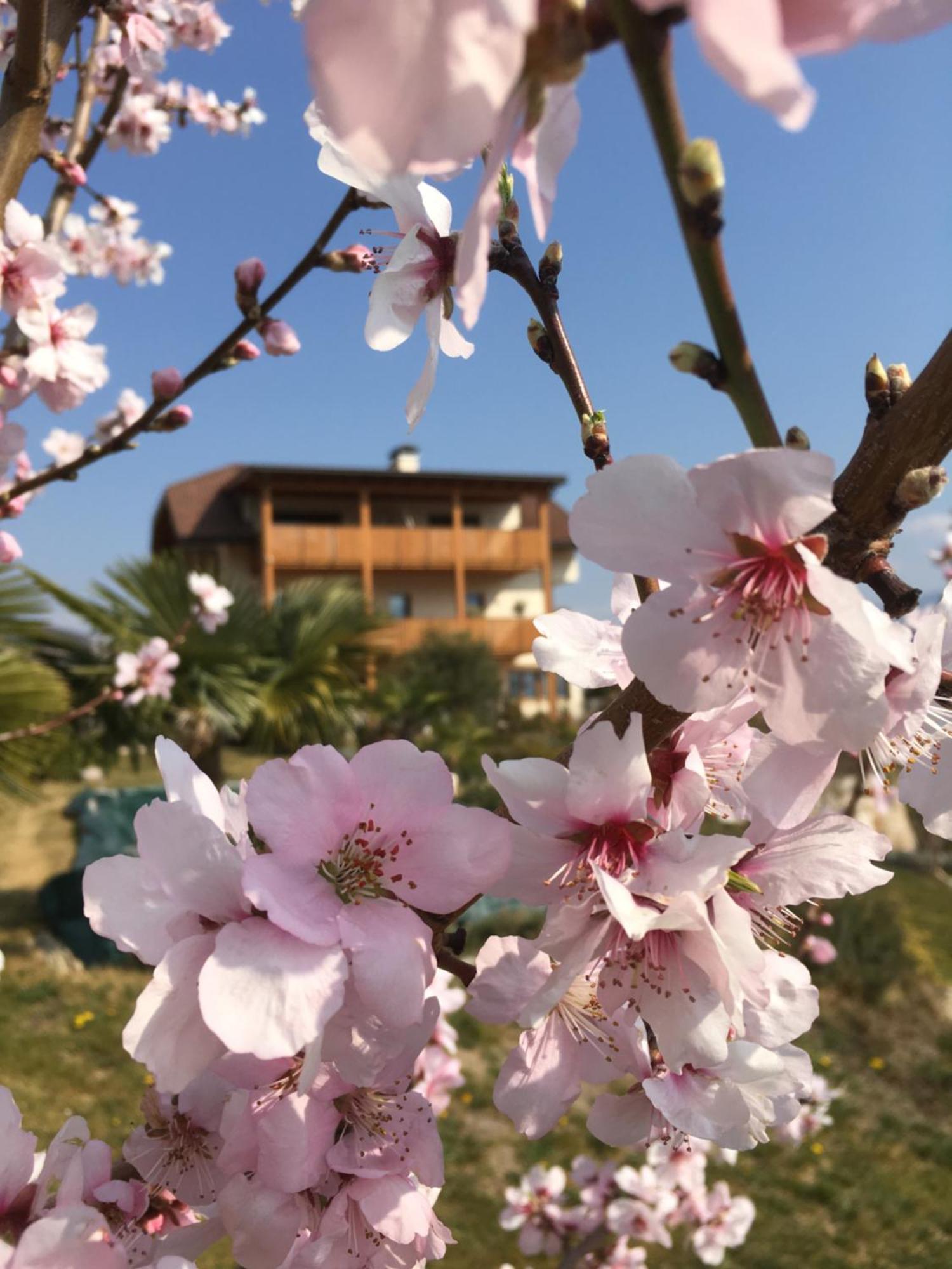 Апартаменты Sonnenhof Tramin - Adults Only Термено Экстерьер фото